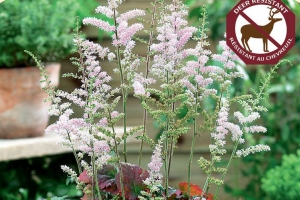 Astilbe 'Color Flash' 